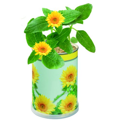 Blumendose Sonne