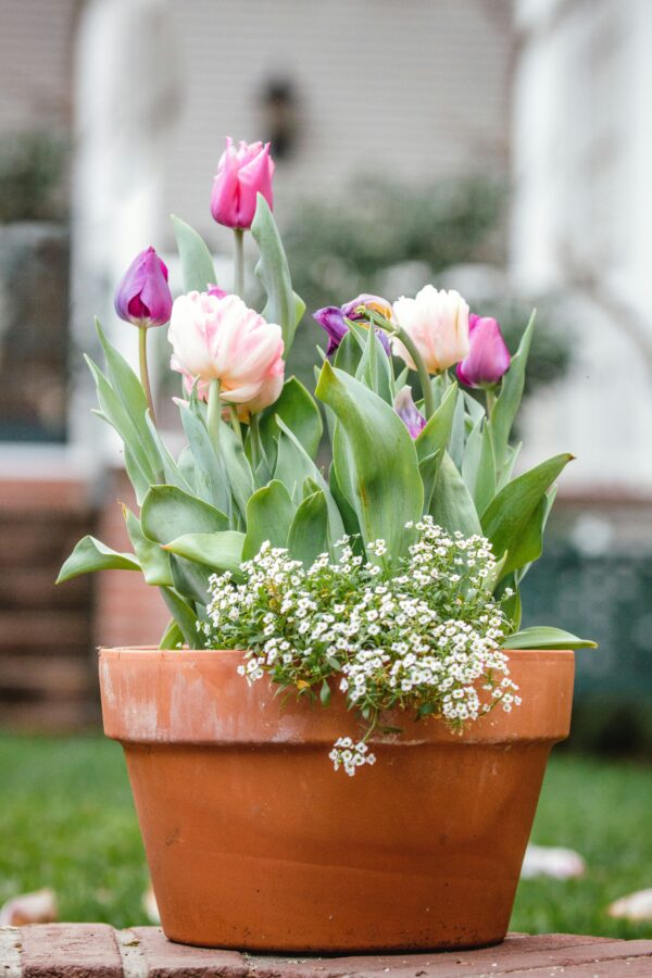 Blume