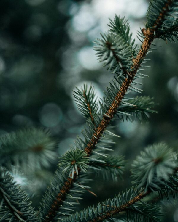 Weihnachtsbaum