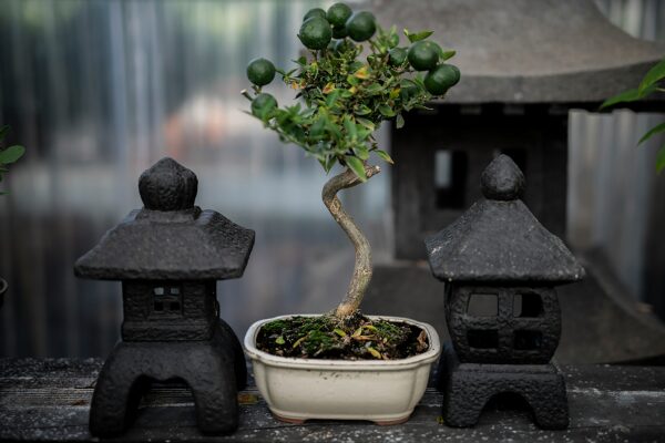 Zen-Garten