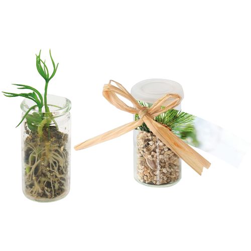 Mini-Glasshouse Fichte