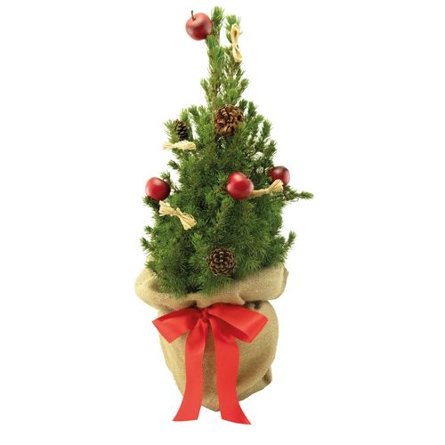 Classic-Bäumchen 35-45 cm