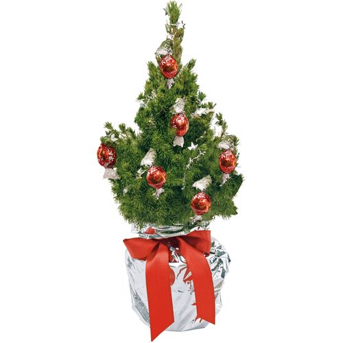 Schokotraum-Bäumchen 35-45 cm