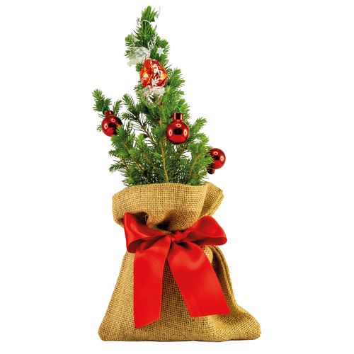 Kugelglanz-Bäumchen 20-30 cm